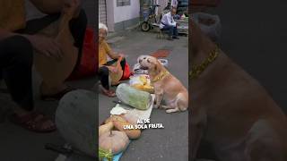 ¡Este perro sabe manejar dinero 🐕💵😱 [upl. by Bryana474]