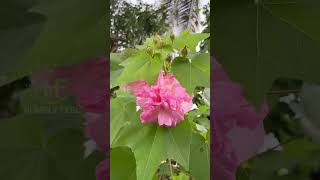 Hibiscus Mutabilis Changing Rose Confederate Rose🤍🩷 visit wwwhomelyfeelgardenscom for orders💚 [upl. by Abbotsun]