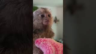 The Most Adorable Marmoset Monkey Pet fingermonkey commonmarmoset cutepets [upl. by Channing]