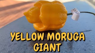 Yellow Moruga Giant from Deathridge Peppers The season is ALMOST over Savor what you have [upl. by Farr]