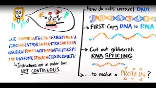 What is RNA splicing [upl. by Yevre571]