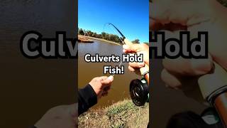 Watch What Lurks Nearby Pond Fly Fishing fishing bassfishing flyfishing [upl. by Alyar]