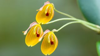 Episode 41 Restrepia nittiorhyncha Miniature orchids scented orchids and some updates [upl. by Dlareg]