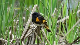 American Redstart  Male at the nest [upl. by Adnohsek237]