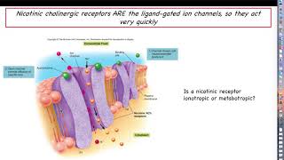 Human Physiology  Chapter 12 Lecture Part 8  Neurotransmitters Ligandgated Ion Channels [upl. by Powder208]