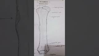 Humerus bone anterior aspect diagrammusic science biology anatomy chemistry  medical learning [upl. by Blakeley45]