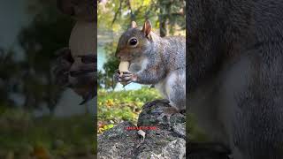 Fast climbers in wildclimbersleopardsquirrelmonkeyfunfactswildlife [upl. by Aerdnac947]