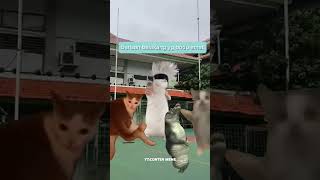 ENDINGNYA😂 meme povkucing cat kucinglucu fyp [upl. by Nylaras]