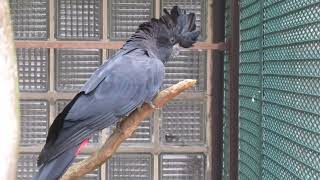 RotschwanzRabenkakaduRedtailed black cockatoo Calyptorhynchus banksii [upl. by Gnik]