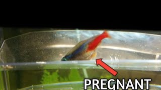 How to know if a Neon tetra is pregnant  Neon tetra laying eggs [upl. by Ahsienat]