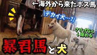 大きなボス馬と出会った2匹の犬の反応がこちらです。馬達と犬や猫の絡みが可愛すぎました【ツルマルボーイ様のシモベ】 [upl. by Ardath]