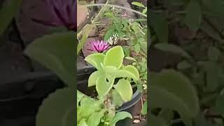 terracegarden Butterfly 🦋 extracting nector from Blue Lily [upl. by Fish]