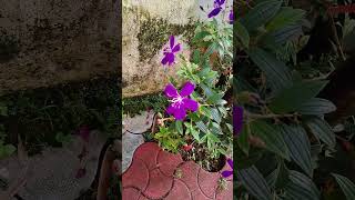 Melastomaflowering plantകാണാൻ എന്തൊരു അഴകാണ് ഈ സുന്ദരിയെ [upl. by Hsihsa]