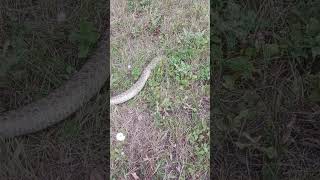 Rattlesnake Next to Road snake [upl. by Kahl175]