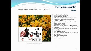 conseils jardinage Nemesia sunsatia Jaune fiche technique plante annuelle [upl. by Erialc]