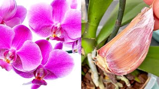 Nur 1 Knoblauchzehe Und die Orchidee wird ununterbrochen blühen [upl. by Onahpets71]