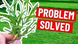 How to Get Rid of Crabgrass without Damaging the Lawn  Weed Control Tips [upl. by Labotsirc750]