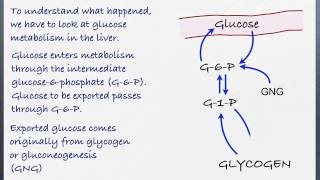 GlucagonInsulinControlFeb172 [upl. by Metah]