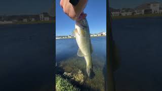 viral catchinbass bassfishing catching fishing shorts [upl. by Leyameg]