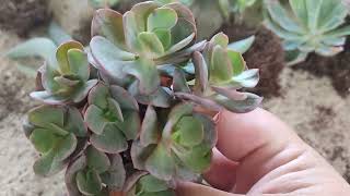 özel türler seram da artık aoenium echeveria plants succulent [upl. by Ateuqahs]