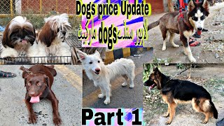 Part 1 Dogs price update today Sunday dogs markettollington dogs marketdogs vlogDog videos [upl. by Celeste]