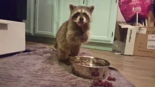 Pet raccoon washing his grapes [upl. by Nesral]