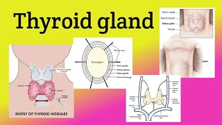 Thyroid gland  Location Relations Blood supply  Goiter Thyroidectomy [upl. by Del547]