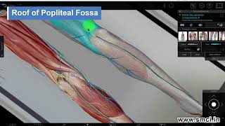 Popliteal Fossa [upl. by Ayekin]