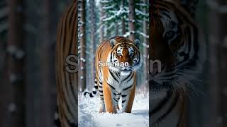 The Siberian Tiger The Largest and Rarest Tiger Subspecies [upl. by Olzsal]