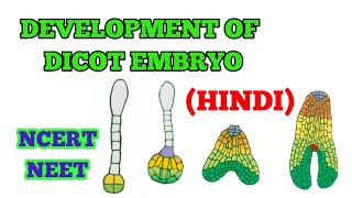 DEVELOPMENT OF DICOT EMBRYO HINDI  EASY WAY [upl. by Asiak]