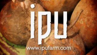 Ipu heke  Ipu Farm [upl. by Jervis307]