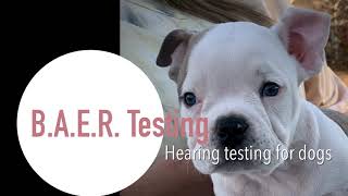 BAER HEARING TEST FOR DOGS Brainstem Auditory Evoked Response [upl. by Llehcor498]