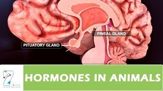 HORMONES IN ANIMALS [upl. by Donnenfeld]