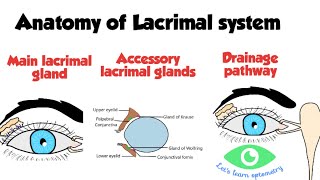 Lacrimal drainage system anatomy [upl. by Jamieson791]