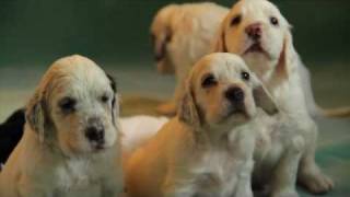 English Setters puppies  4 weeks Kennel Marisett [upl. by Theola20]