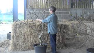 Fig Trees A guide to winter pruning [upl. by Elnora162]