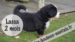 Bébé chiot bouvier bernois 2 mois [upl. by Telford]