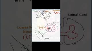 UMN amp LMN part 1  CNS physiology  GUYTON amp hall [upl. by Appleby]