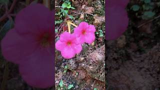 achimenes plant kerala garden ideas youtubeshorts flowers keralagarden  shorts feed [upl. by Ailemaj552]