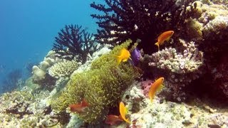 Diving Ellaidhoo Maldives [upl. by Leind]