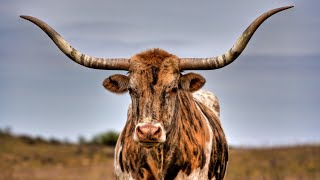 Loading an angry Charolais Bull [upl. by Antonino]