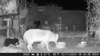 Day 481 of finding out what is in our little Bexhill garden Camera 1  13112026 [upl. by Anirroc321]