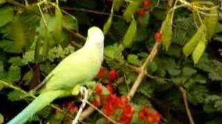 Rose Ringed Parakeet at Work [upl. by Merrie]