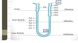 How osmotic diuresis occurs [upl. by Nahtanaj]