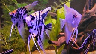 Angelfish Care amp Tank Set up Guide [upl. by Jenilee]