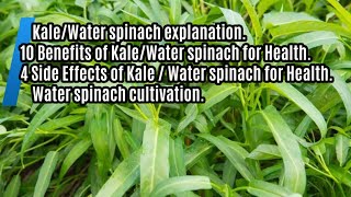 Water spinach planting technique definition of side effects and benefits complete review [upl. by Besse784]