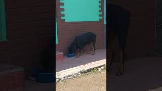 dog está perrita esta abandonada cultura con este gran calor esta idratandoce viral sudscrivete [upl. by Pansir]