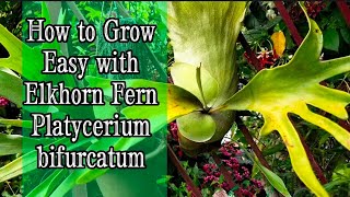 How to Grow amp Mount with Staghorn Fern  Elkhorn Fern Babies Platycerium bifurcatum [upl. by Alexis]