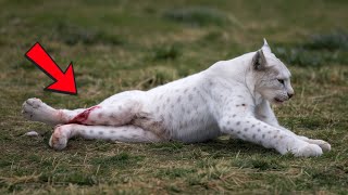 Dying Lynx with Broken Leg Enters Village amp Begs for Help What Happens Next Is Unbelievable [upl. by Switzer]