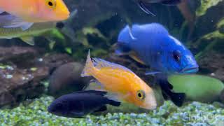 Azure Cichlid cichlid xanh 蔚藍慈鯛 Azure ciklide Azure Ciklid Azuurblauwe cichlide ציקליד תכלת [upl. by Witte]